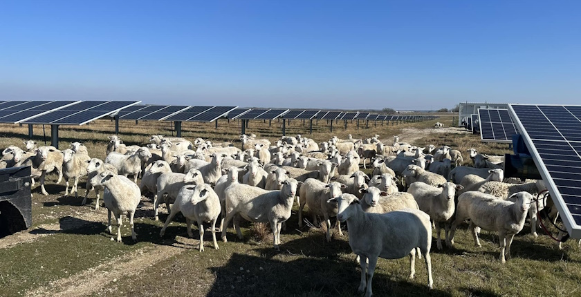Największa umowa na wypasanie zwierząt na słońcu: 6000 owiec będzie kosiło trawę przy ośmiu elektrowniach słonecznych
